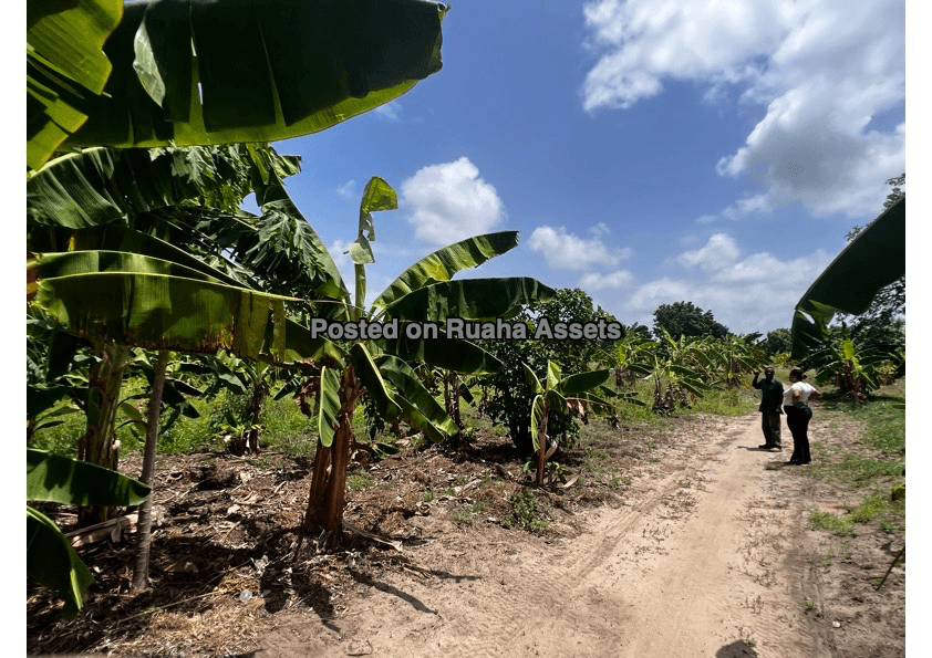 One acre Land for Sale in Kerege Bagamoyo image 6